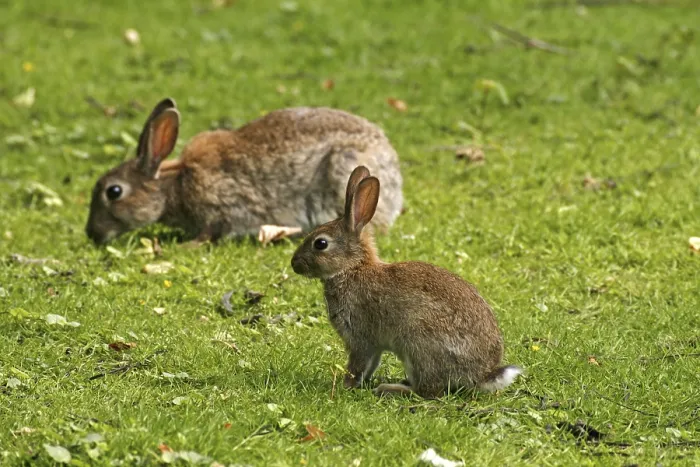 Gerahmter Druck : Wildkaninchen, Oryctolagus cuniculus Gerahmter Druck : Wildkaninchen, Oryctolagus cuniculus