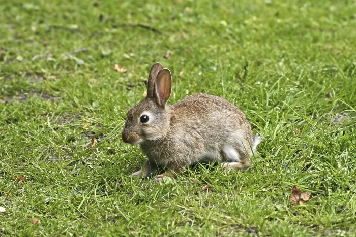 Gerahmter Druck : Wildkaninchen, Oryctolagus cuniculus Gerahmter Druck : Wildkaninchen, Oryctolagus cuniculus