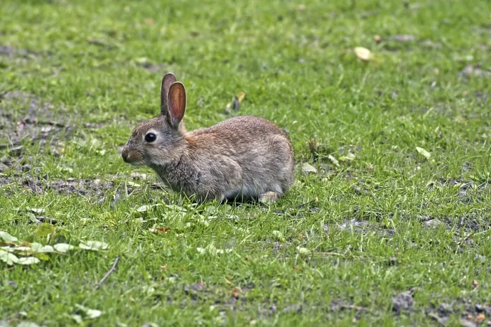 Gerahmter Druck : Wildkaninchen, Oryctolagus cuniculus. Gerahmter Druck : Wildkaninchen, Oryctolagus cuniculus.