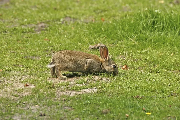 Gerahmter Druck : Wildkaninchen, Oryctolagus cuniculus Gerahmter Druck : Wildkaninchen, Oryctolagus cuniculus