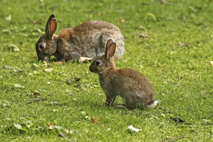 Gerahmter Druck : Wildkaninchen, Oryctolagus cuniculus. Gerahmter Druck : Wildkaninchen, Oryctolagus cuniculus.