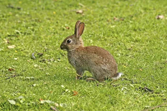 Gerahmter Druck : Wildkaninchen, Oryctolagus cuniculus