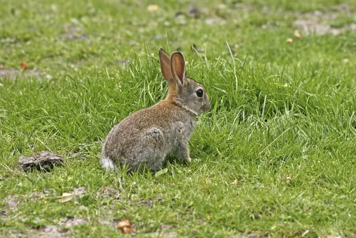 Gerahmter Druck : Wildkaninchen, Oryctolagus cuniculus Gerahmter Druck : Wildkaninchen, Oryctolagus cuniculus