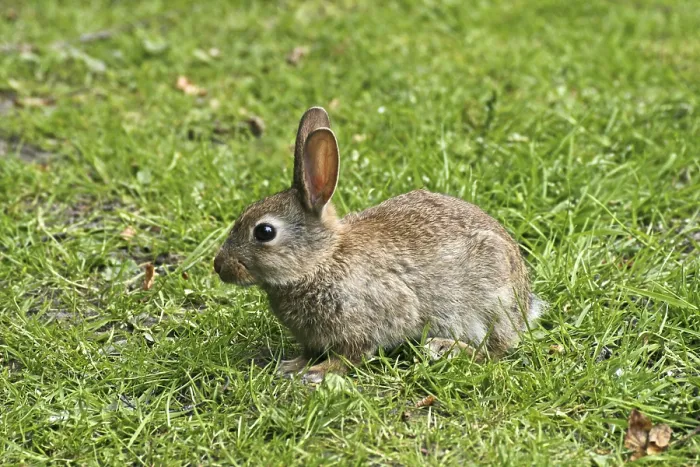 Gerahmter Druck : Wildkaninchen, Oryctolagus cuniculus Gerahmter Druck : Wildkaninchen, Oryctolagus cuniculus