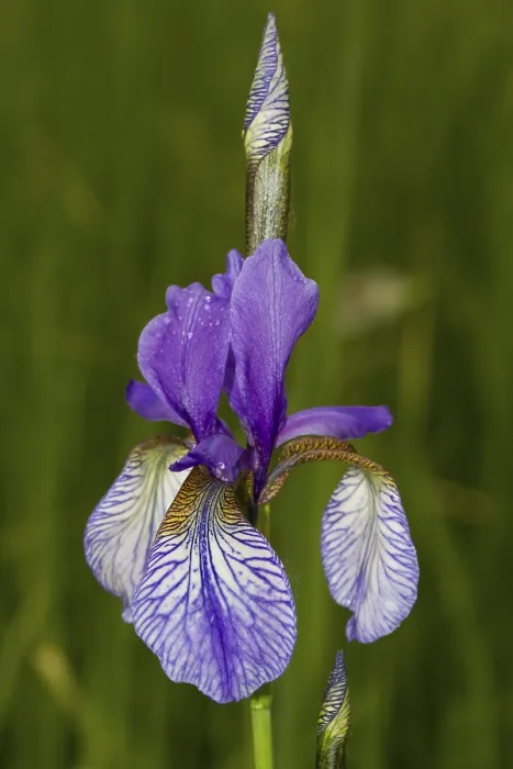 Gerahmter Druck : Wild-Sibirische Iris (Iris sibirica) Gerahmter Druck : Wild-Sibirische Iris (Iris sibirica)
