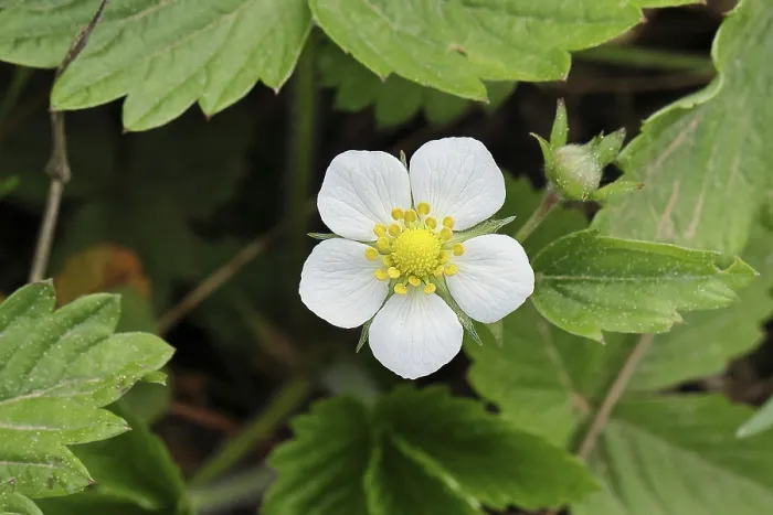 Gerahmter Druck : Wildstraße (Fragaria vesca) Gerahmter Druck : Wildstraße (Fragaria vesca)