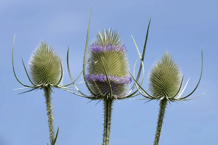 Gerahmter Druck : Wildes Teufelskraut in Blüte. Gerahmter Druck : Wildes Teufelskraut in Blüte.