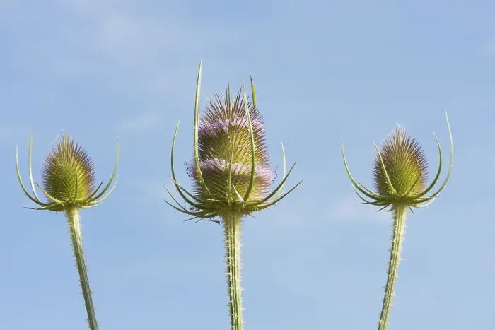 Gerahmter Druck : Wild-Teufelskralle (Dipsacus fullonum) Gerahmter Druck : Wild-Teufelskralle (Dipsacus fullonum)