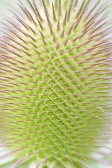 Gerahmter Druck : Wildes Teufelskralitz (Dipsacus fullonum) Gerahmter Druck : Wildes Teufelskralitz (Dipsacus fullonum)