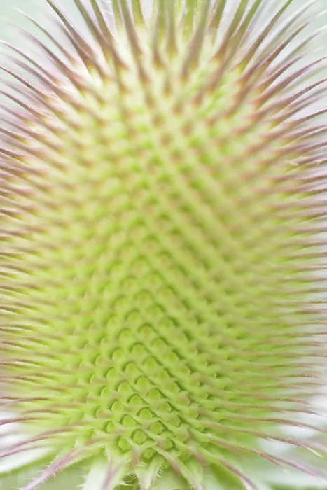 Gerahmter Druck : Wild-Teufelskralle (Dipsacus fullonum) Gerahmter Druck : Wild-Teufelskralle (Dipsacus fullonum)