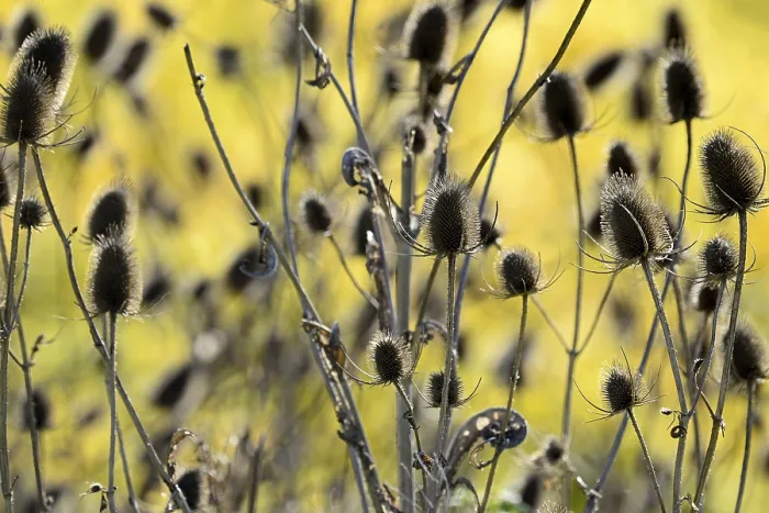 Gerahmter Druck : Wildes Teufelskraut (Dipsacus fullonum) Gerahmter Druck : Wildes Teufelskraut (Dipsacus fullonum)