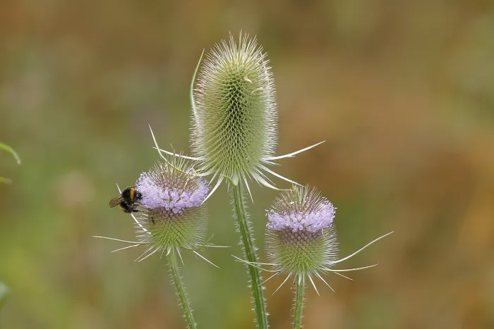Gerahmter Druck : Wild-Teufelskralle (Dipsacus fullonum)