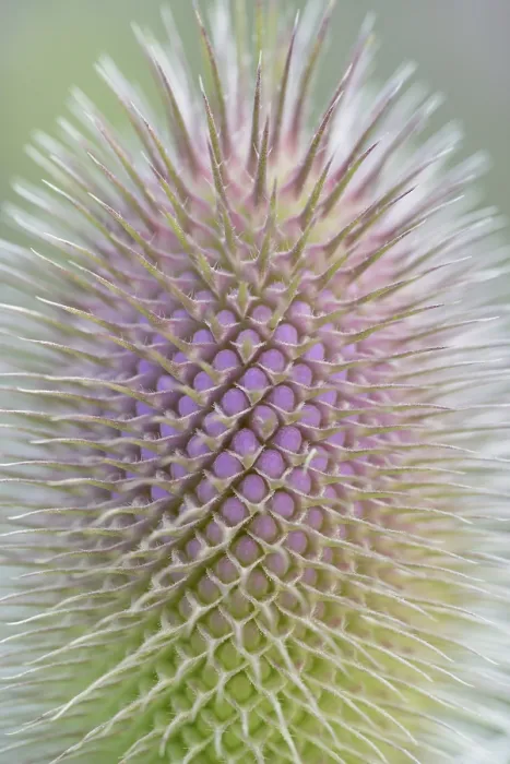 Gerahmter Druck : Wildes Teleskop (Dipsacus fullonum) Gerahmter Druck : Wildes Teleskop (Dipsacus fullonum)