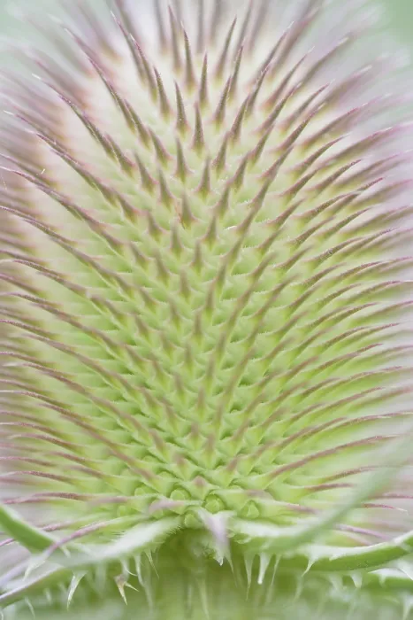 Gerahmter Druck : Wildes Teufelskralchen (Dipsacus fullonum)