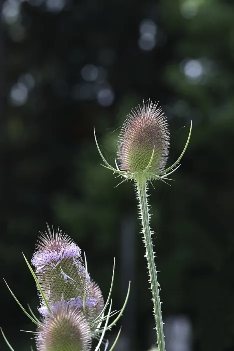 Gerahmter Druck : Wild-Teufelskralle (Dipsacus fullonum) Gerahmter Druck : Wild-Teufelskralle (Dipsacus fullonum)