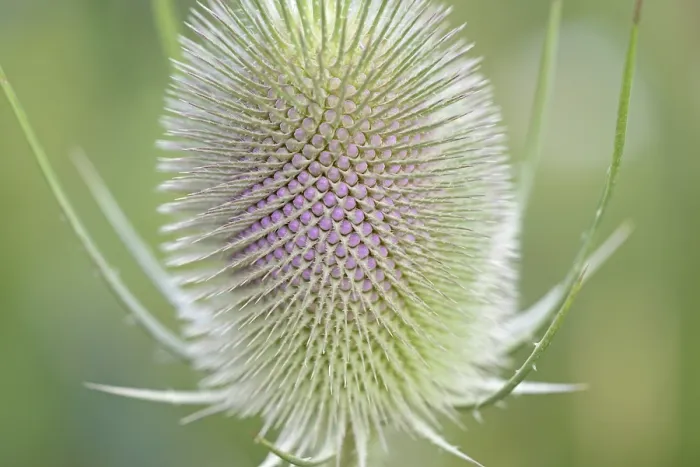 Gerahmter Druck : Wild-Teufelskamm (Dipsacus fullonum), Blütenstand vor der Blüte, Nahansicht, Nordrhein-Westfalen, Deutschland Gerahmter Druck : Wild-Teufelskamm (Dipsacus fullonum), Blütenstand vor der Blüte, Nahansicht, Nordrhein-Westfalen, Deutschland