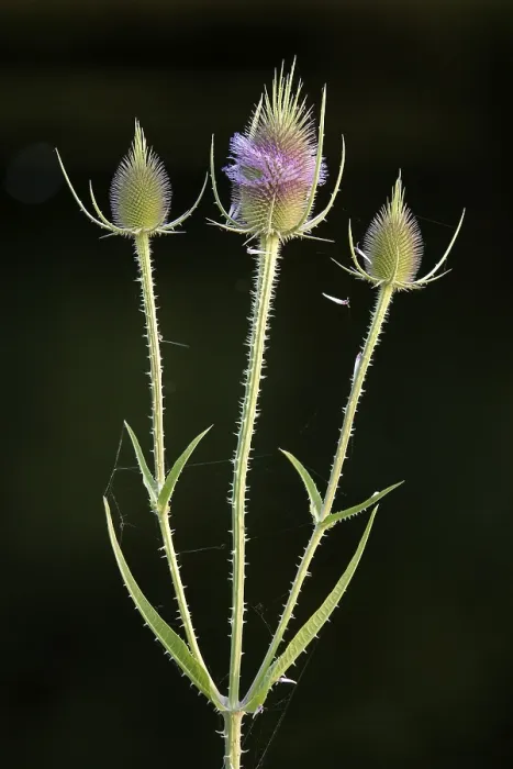 Gerahmter Druck : Wildes Teufelskraut (Dipsacus fullonum) Gerahmter Druck : Wildes Teufelskraut (Dipsacus fullonum)
