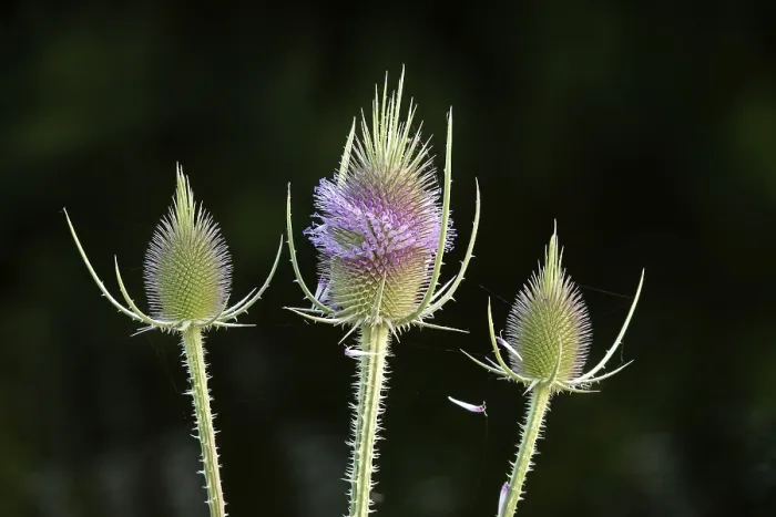 Gerahmter Druck : Wildes Teufelskraut (Dipsacus fullonum) Gerahmter Druck : Wildes Teufelskraut (Dipsacus fullonum)