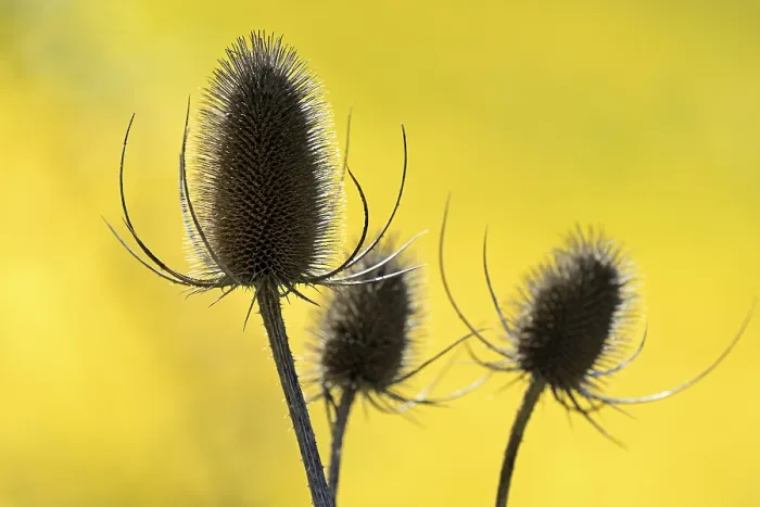 Gerahmter Druck : Wild-Teufelskralle (Dipsacus fullonum) Gerahmter Druck : Wild-Teufelskralle (Dipsacus fullonum)