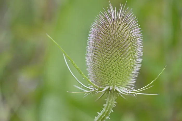 Gerahmter Druck : Wild-Teufelskralle (Dipsacus fullonum), Blütenstand vor der Blüte, Nordrhein-Westfalen, Deutschland Gerahmter Druck : Wild-Teufelskralle (Dipsacus fullonum), Blütenstand vor der Blüte, Nordrhein-Westfalen, Deutschland