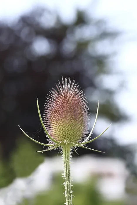 Gerahmter Druck : Wild-Teufelskralle (Dipsacus fullonum) Gerahmter Druck : Wild-Teufelskralle (Dipsacus fullonum)