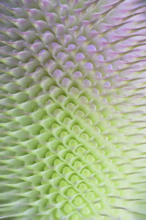 Gerahmter Druck : Dipsacus fullonum - Blütenstand in der Blüte, Detailaufnahme Gerahmter Druck : Dipsacus fullonum - Blütenstand in der Blüte, Detailaufnahme