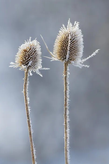 Gerahmter Druck : Wildes Teufelskralwurst (Dipsacus fullonum) Gerahmter Druck : Wildes Teufelskralwurst (Dipsacus fullonum)