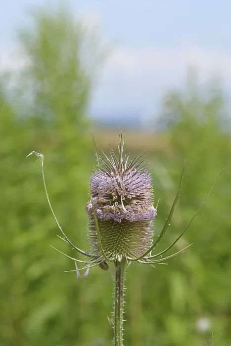 Gerahmter Druck : Wildes Teufelskraut (Dipsacus fullonum) Gerahmter Druck : Wildes Teufelskraut (Dipsacus fullonum)