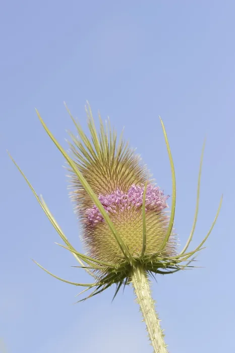 Gerahmter Druck : Wildes Teufelskraut (Dipsacus fullonum) Gerahmter Druck : Wildes Teufelskraut (Dipsacus fullonum)