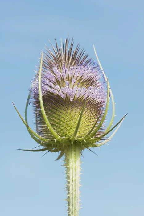 Gerahmter Druck : Wild-Teufelskralle (Dipsacus fullonum) Gerahmter Druck : Wild-Teufelskralle (Dipsacus fullonum)