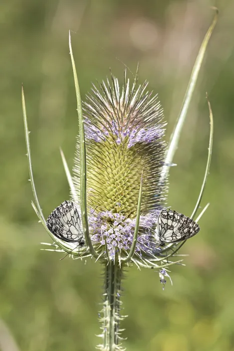 Gerahmter Druck : Wild-Teufelskralle (Dipsacus fullonum) Gerahmter Druck : Wild-Teufelskralle (Dipsacus fullonum)