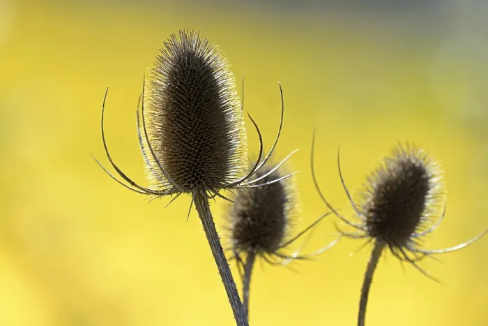 Gerahmter Druck : Wild-Teufelskralle (Dipsacus fullonum) Gerahmter Druck : Wild-Teufelskralle (Dipsacus fullonum)