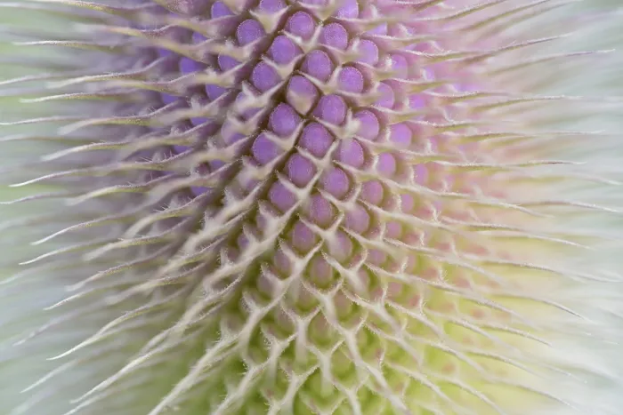 Gerahmter Druck : Wilder Teufelskamm (Dipsacus fullonum), Blütenstand in voller Blüte, Detailaufnahme, Nordrhein-Westfalen, Deutschland Gerahmter Druck : Wilder Teufelskamm (Dipsacus fullonum), Blütenstand in voller Blüte, Detailaufnahme, Nordrhein-Westfalen, Deutschland