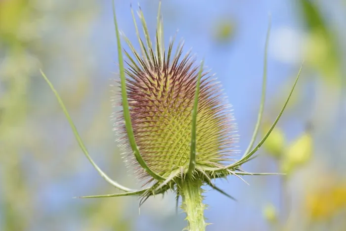 Gerahmter Druck : Wildes Teufelskraut (Dipsacus fullonum) Gerahmter Druck : Wildes Teufelskraut (Dipsacus fullonum)