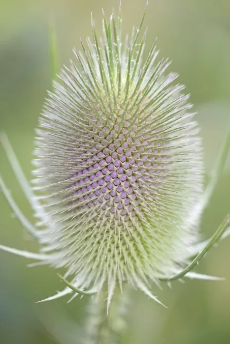 Gerahmter Druck : Wild-Teufelskralle (Dipsacus fullonum) Gerahmter Druck : Wild-Teufelskralle (Dipsacus fullonum)