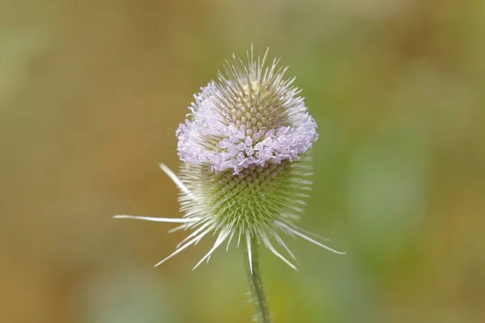 Gerahmter Druck : Wild-Teufelskralle (Dipsacus fullonum) Gerahmter Druck : Wild-Teufelskralle (Dipsacus fullonum)