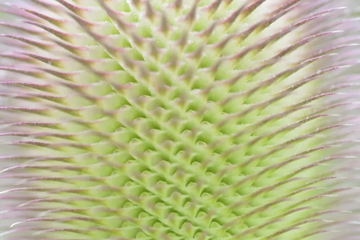 Gerahmter Druck : Wild-Teufelskralle (Dipsacus fullonum)