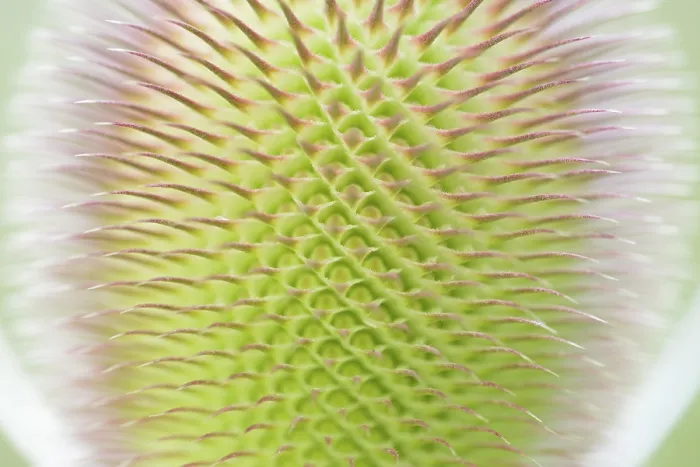 Gerahmter Druck : Wildes Teleskopginster (Dipsacus fullonum) Gerahmter Druck : Wildes Teleskopginster (Dipsacus fullonum)