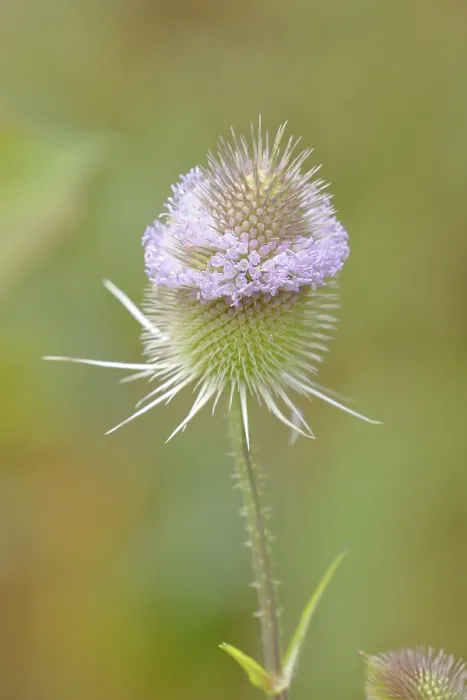 Gerahmter Druck : Wild-Teufelskralle (Dipsacus fullonum) Gerahmter Druck : Wild-Teufelskralle (Dipsacus fullonum)