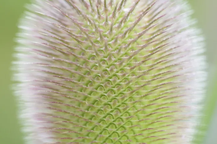 Gerahmter Druck : Wildes Teufelskraut (Dipsacus fullonum) Gerahmter Druck : Wildes Teufelskraut (Dipsacus fullonum)