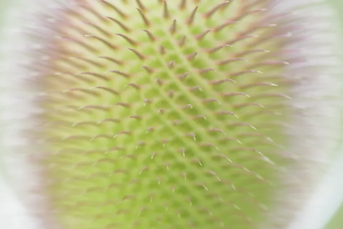 Gerahmter Druck : Wildes Teufelskraut (Dipsacus fullonum), Blütenstand vor der Blüte, Detailaufnahme, Nordrhein-Westfalen, Deutschland Gerahmter Druck : Wildes Teufelskraut (Dipsacus fullonum), Blütenstand vor der Blüte, Detailaufnahme, Nordrhein-Westfalen, Deutschland