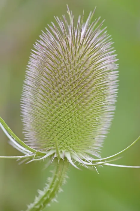 Gerahmter Druck : Wild-Teufelskamm (Dipsacus fullonum), Blütenstand vor der Blüte, Nordrhein-Westfalen, Deutschland Gerahmter Druck : Wild-Teufelskamm (Dipsacus fullonum), Blütenstand vor der Blüte, Nordrhein-Westfalen, Deutschland