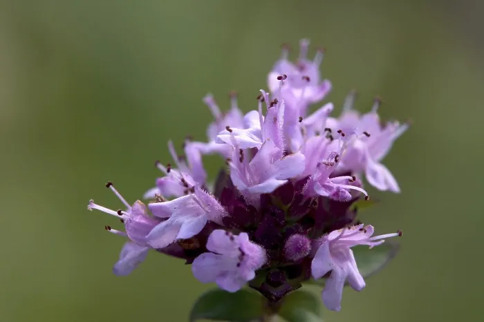 Gerahmter Druck : Wilder Thymian (Thymus serpyllum) Gerahmter Druck : Wilder Thymian (Thymus serpyllum)