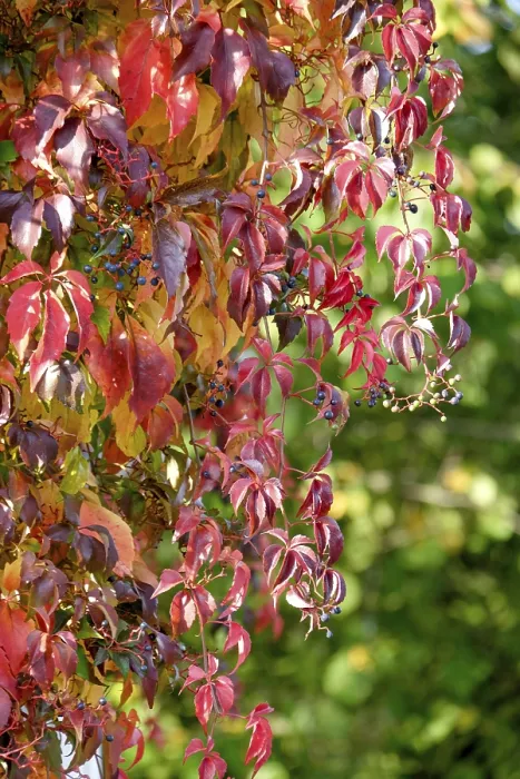 Gerahmter Druck : Wildrebe (Vitis vinifera subsp) Gerahmter Druck : Wildrebe (Vitis vinifera subsp)