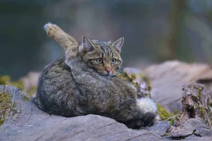 Gerahmter Druck : Ein Wildkatze ruht auf einem Stein im Wald. Gerahmter Druck : Ein Wildkatze ruht auf einem Stein im Wald.