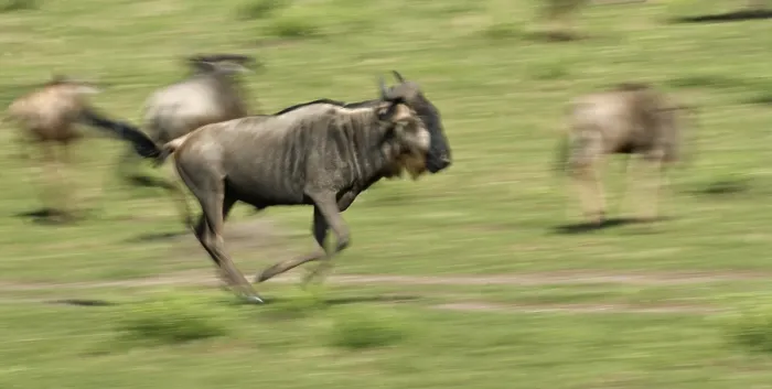 Gerahmter Druck : Wildebeest (Wildebeests) laufen. Gerahmter Druck : Wildebeest (Wildebeests) laufen.