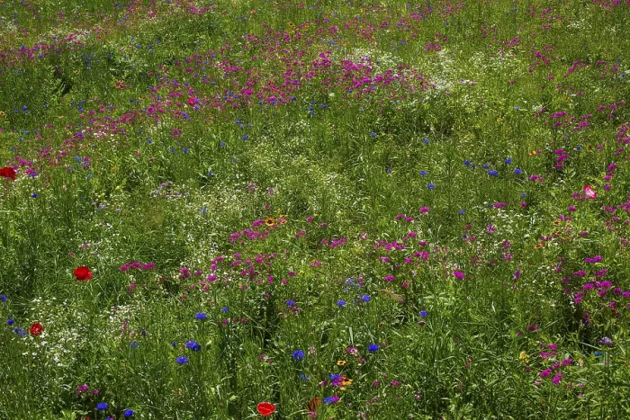 Gerahmter Druck : Wildeblumenwiese, Hintergrundbild. Gerahmter Druck : Wildeblumenwiese, Hintergrundbild.
