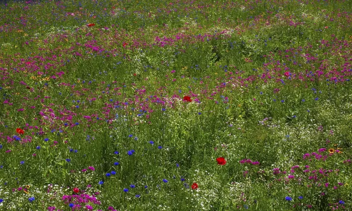 Gerahmter Druck : Wildeblumenwiese, Hintergrundbild. Gerahmter Druck : Wildeblumenwiese, Hintergrundbild.