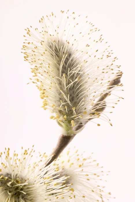 Gerahmter Druck : Willow Gerahmter Druck : Willow