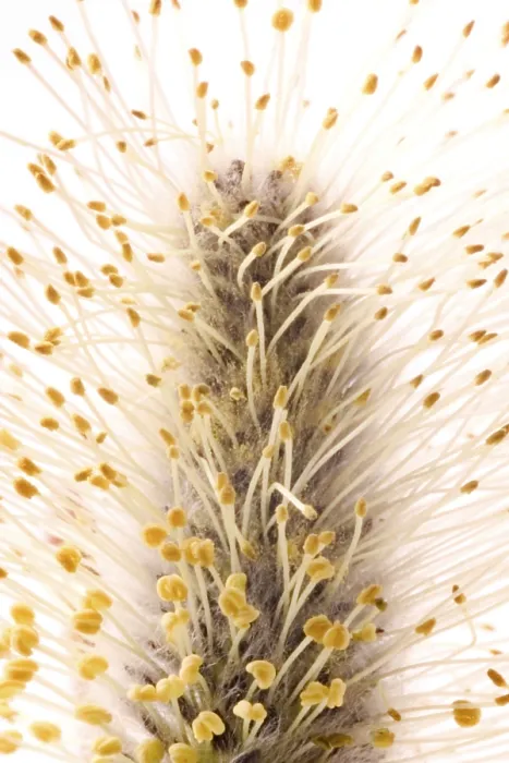 Gerahmter Druck : Willow Gerahmter Druck : Willow